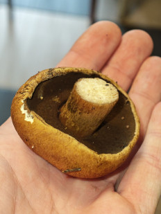 Маслёнок желто-бурый