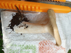 Гриб из Алтайский край, Бийск