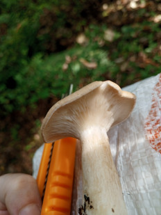 Гриб из Алтайский край, Бийск