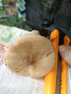 Гриб из Алтайский край, Бийск