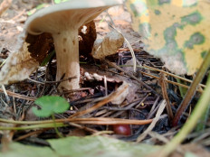 Гриб из Алтайский край, Бийск