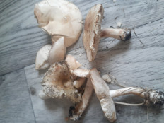 Гриб из Новосибирск