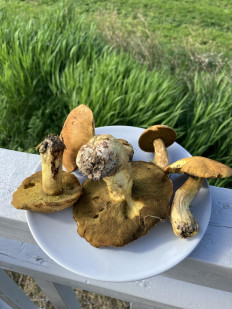 Гриб из STEINSDALEN