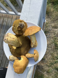 Гриб из STEINSDALEN