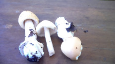 Гриб из Уфа (Башкортостан)