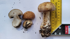 Гриб из Полоцк