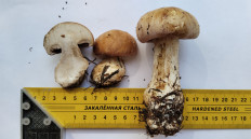 Гриб из Полоцк