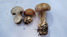 Гриб из Полоцк