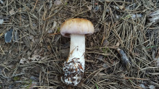 Гриб из Полоцк