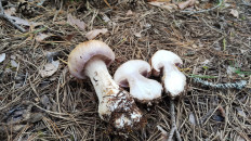 Гриб из Полоцк