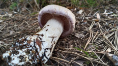 Гриб из Полоцк