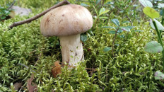 Гриб из Полоцк