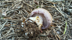 Гриб из Полоцк