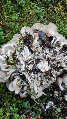 Гриб из Великий новгород