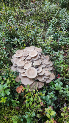 Гриб из Великий новгород