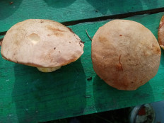 Гриб из Апастовский район