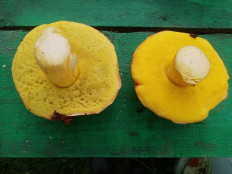 Гриб из Апастовский район