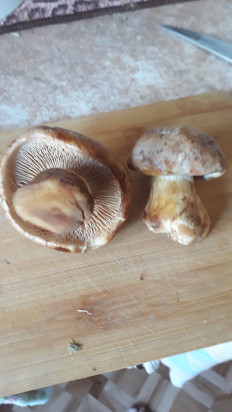 Гриб из донское