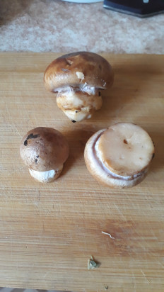 Гриб из донское