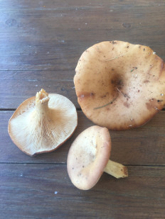 Гриб из Уфа (Башкортостан)