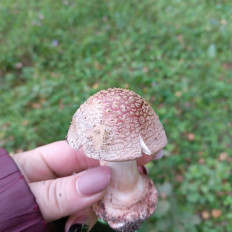 Гриб из Московская область, г. Наро-Фоминск