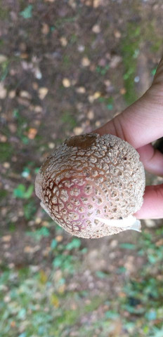 Гриб из Московская область, г. Наро-Фоминск