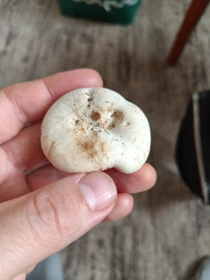 Гриб из Нижнекамск