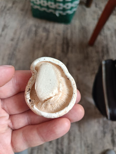 Гриб из Нижнекамск