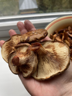 Свинушка тонкая