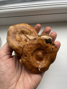 Свинушка тонкая