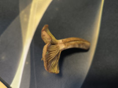 Гриб из Абакан