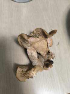 Гриб из Абакан