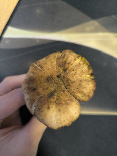 Гриб из Абакан