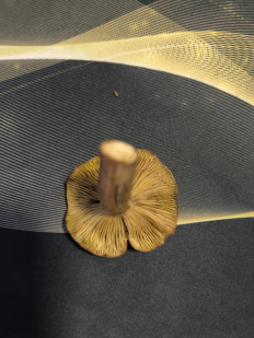 Гриб из Абакан