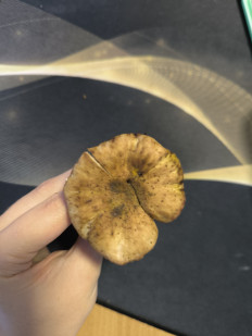 Гриб из Абакан