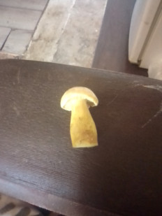 Гриб из Г Ярославль