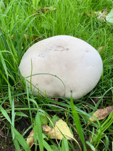 Головач гигантский