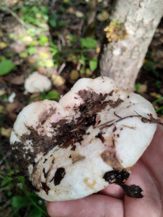 Гриб из Саров