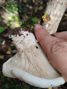 Гриб из Саров