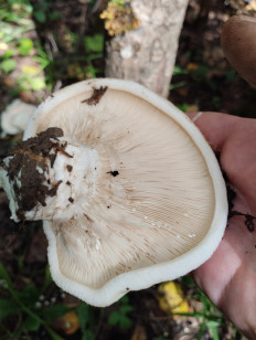 Гриб из Саров