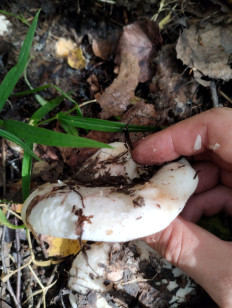 Гриб из Саров