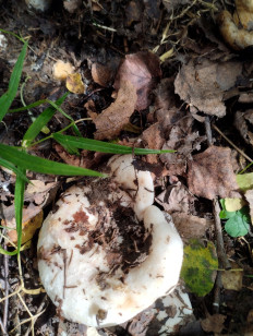 Гриб из Саров