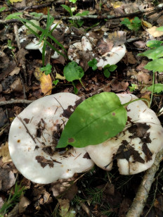 Гриб из Саров