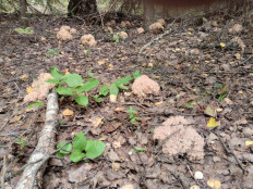 Гриб из Саров