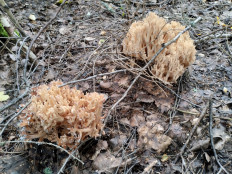 Гриб из Саров