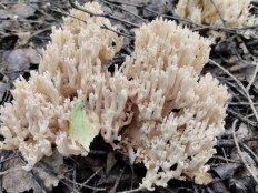 Гриб из Саров