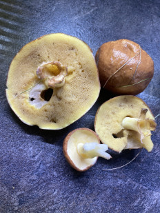 Маслёнок зернистый