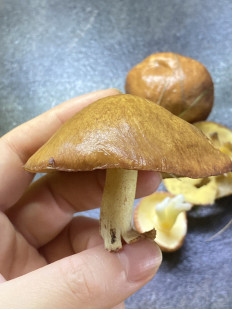 Маслёнок зернистый