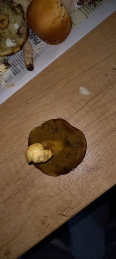 Гриб из Дубна