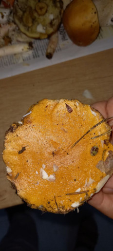 Гриб из Дубна